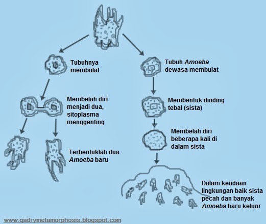 Amoeba Membelah Diri